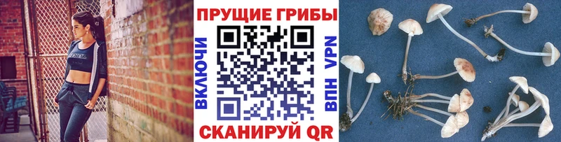 купить цена Хотьково Псилоцибиновые грибы ЛСД